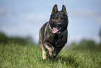 running GDR Shepherd