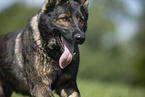 GDR Shepherd Portrait