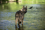 bathing GDR Shepherd