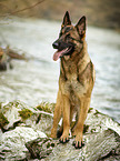 standing German Shepherd
