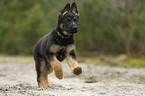 running German Shepherd Dog Puppy