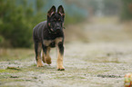 playing German Shepherd Dog Puppy