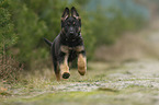 running German Shepherd Dog Puppy