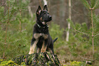 standing German Shepherd Dog Puppy