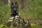 German Shepherd Dog Puppy