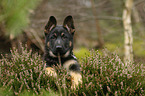 German Shepherd Dog Puppy