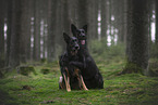 German Shepherds