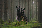German Shepherds