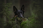 German Shepherd Portrait