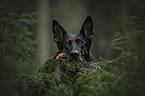 German Shepherd Portrait