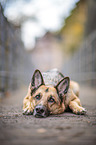 lying German Shepherd Dog