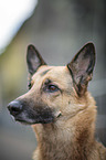German Shepherd Dog portrait