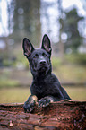 German Shepherd Dog Puppy