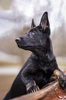 German Shepherd Dog Puppy