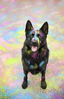 sitting German Shepherd