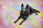 lying German Shepherd