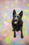 sitting German Shepherd