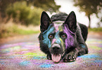lying German Shepherd