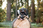 lying German Shepherd
