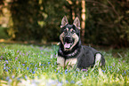 lying German Shepherd
