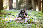 lying German Shepherd
