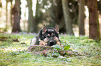 lying German Shepherd