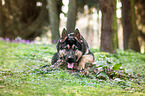 lying German Shepherd