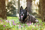 lying German Shepherd