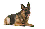 German Shepherd Dog in front of white background