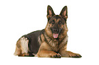 German Shepherd Dog in front of white background