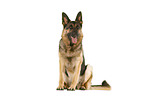 German Shepherd Dog in front of white background
