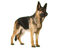 German Shepherd Dog in front of white background