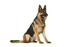 German Shepherd Dog in front of white background