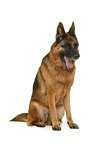 German Shepherd Dog in front of white background