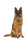 German Shepherd Dog in front of white background