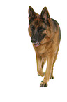 German Shepherd Dog in front of white background