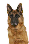 German Shepherd Dog in front of white background