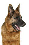 German Shepherd Dog in front of white background