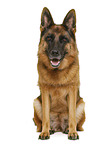 German Shepherd Dog in front of white background
