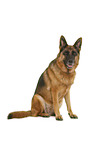 German Shepherd Dog in front of white background