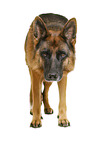 German Shepherd Dog in front of white background