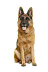 German Shepherd Dog in front of white background