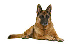 German Shepherd Dog in front of white background