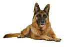 German Shepherd Dog in front of white background