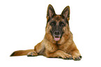 German Shepherd Dog in front of white background