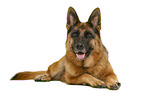 German Shepherd Dog in front of white background