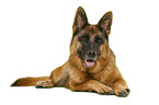 German Shepherd Dog in front of white background