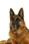 German Shepherd Dog in front of white background