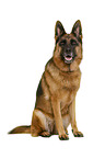 German Shepherd Dog in front of white background