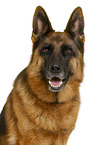German Shepherd Dog in front of white background